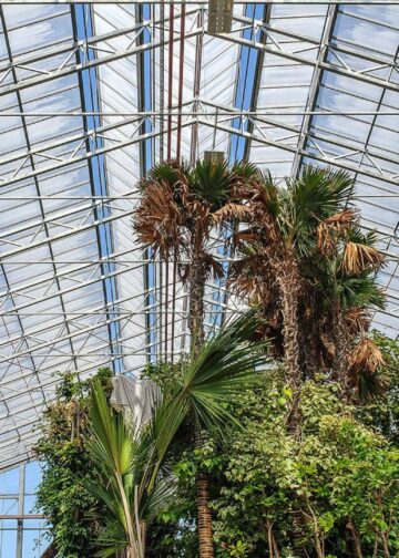 Kijkje in tijdelijke kas van Pairi Daiza: opslag voor honderden tropische planten