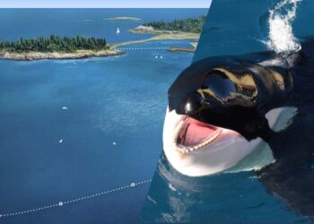 Orka’s uit gesloten dolfinarium moeten naar project in Noord-Amerika, vindt Franse overheid