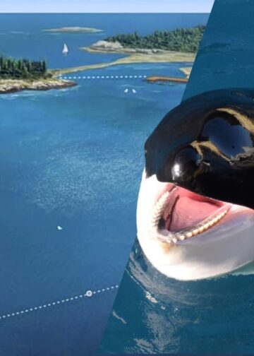 Orka’s uit gesloten dolfinarium moeten naar project in Noord-Amerika, vindt Franse overheid