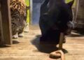 Bijzondere beelden: dierentuin doodt anaconda en voert ze aan jaguars