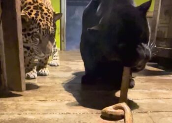 Bijzondere beelden: dierentuin doodt anaconda en voert ze aan jaguars