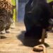 Bijzondere beelden: dierentuin doodt anaconda en voert ze aan jaguars
