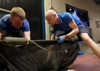 Burgers’ Zoo importeert haaien uit Singapore: nu te zien voor bezoekers