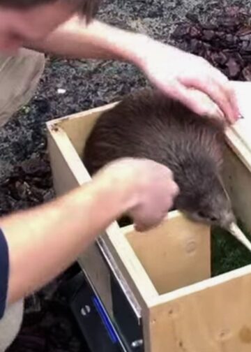 Avifauna stopt met iconische kiwi’s na jarenlange fokresultaten