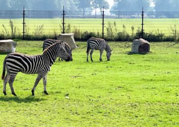 Mega-privédierentuin volgend jaar zes dagen open: entreeprijzen bijna verdubbeld