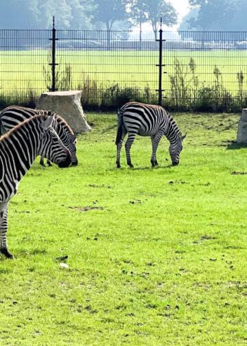 Mega-privédierentuin volgend jaar zes dagen open: entreeprijzen bijna verdubbeld