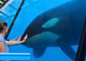 Kritiek op plannen om orka’s uit dolfinarium naar zee te brengen: ‘Geen oog voor welzijn’