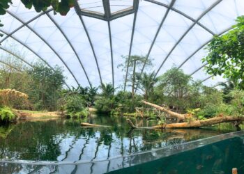 Burgers’ Zoo verwelkomt geschubde duiven in Mangrove: uniek in Europa