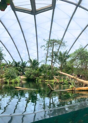 Burgers’ Zoo verwelkomt geschubde duiven in Mangrove: uniek in Europa