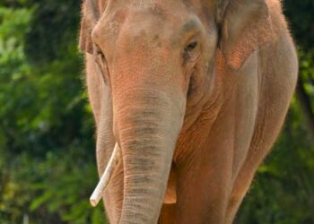 Bommelding in Amerikaanse dierentuin: tijdelijke sluiting en personeel geëvacueerd