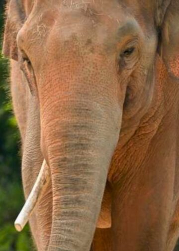 Bommelding in Amerikaanse dierentuin: tijdelijke sluiting en personeel geëvacueerd