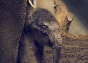 Aziatische olifant geboren op kerstavond in Artis: jong nog niet naar buiten
