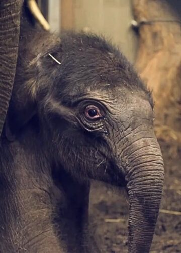 Aziatische olifant geboren op kerstavond in Artis: jong nog niet naar buiten