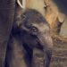 Aziatische olifant geboren op kerstavond in Artis: jong nog niet naar buiten