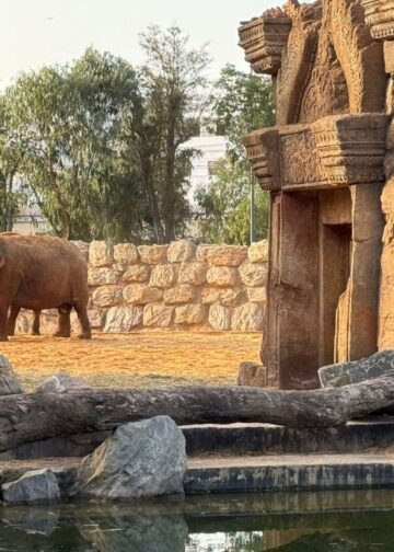 Oude dierentuin ondergaat metamorfose van 23 miljoen euro: openingsdatum bekend