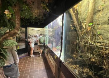 Kleinste dierentuin van Nederland noteert bezoekersrecord