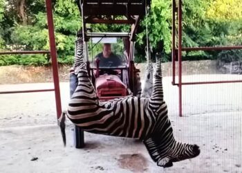 Dierentuinmedewerkers openen vuur op directie: interne beelden uitgelekt