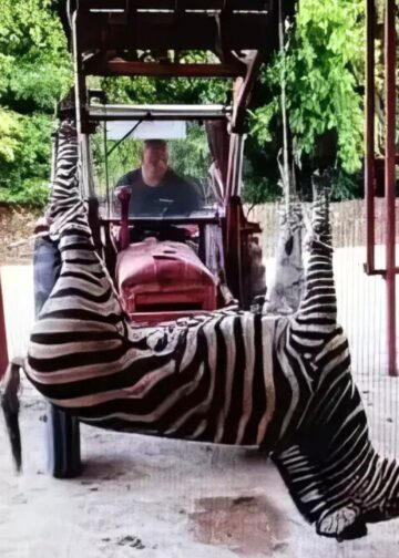 Dierentuinmedewerkers openen vuur op directie: interne beelden uitgelekt