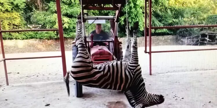 Beeld: Magločistač