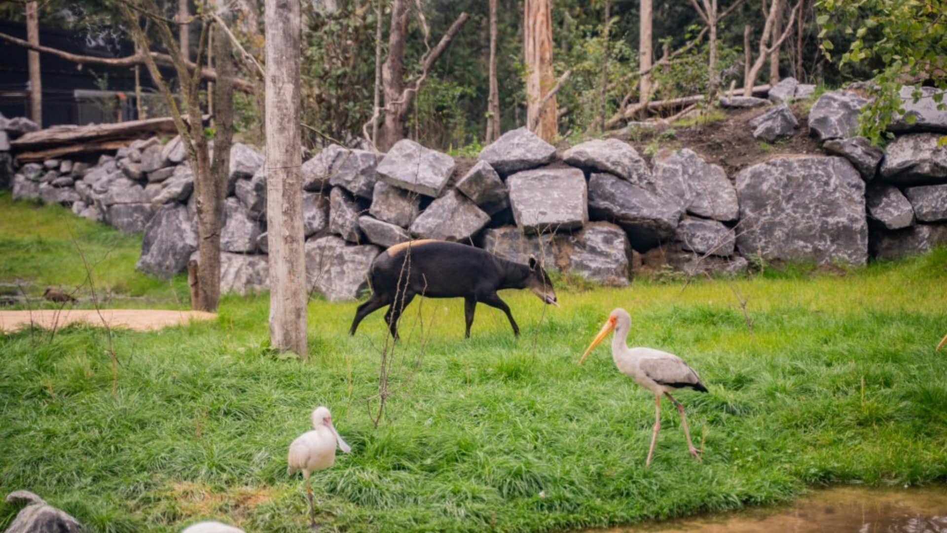 ZooParc Overloon bereikt bezoekersrecord in openingsjaar nieuw themagebied