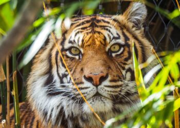 Test je dierentuinkennis: speel de ZooFlits Eindejaarsquiz 2025!