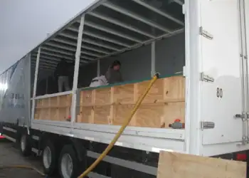 Tien dolfijnen verhuizen uit gesloten dolfinarium naar onbekende locatie in Egypte