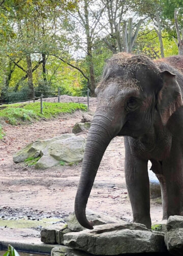 Blijdorp gaat minder lang open: openingstijden begin 2026 ingekort