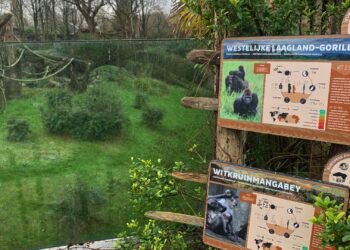 Gorilla’s blijven langer in Blijdorp, verwacht directeur: renovatie laat op zich wachten