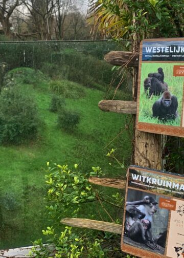 Gorilla’s blijven langer in Blijdorp, verwacht directeur: renovatie laat op zich wachten