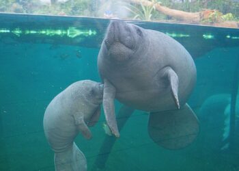 Bezoekersaantal Burgers’ Zoo opnieuw gestegen in 2025