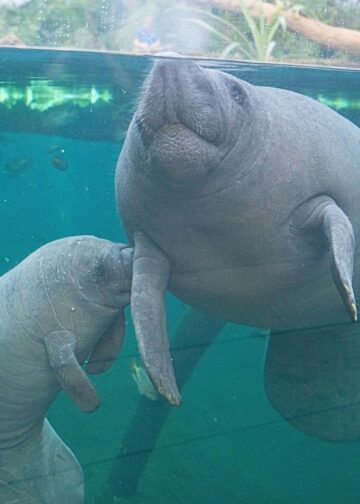 Bezoekersaantal Burgers’ Zoo opnieuw gestegen in 2025