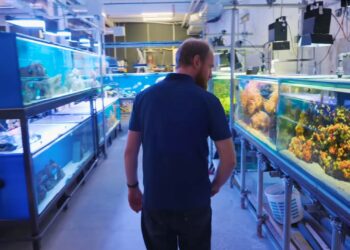 Artis legt uit: komen de vissen in het vernieuwde aquarium uit het wild?