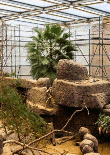 Burgers’ Zoo geeft kijkje bij bouwproject tijdens dierentuinevenement