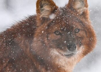 Brabants dierenpark blijft hele week dicht: ‘Risico op glij- en valpartijen’