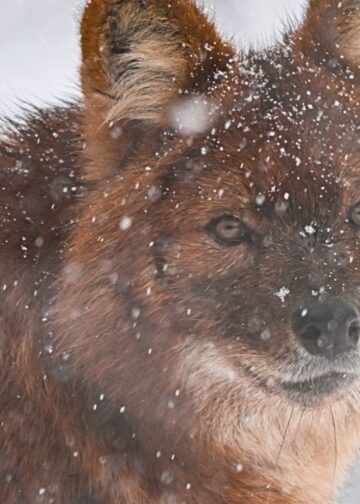 Brabants dierenpark blijft hele week dicht: ‘Risico op glij- en valpartijen’