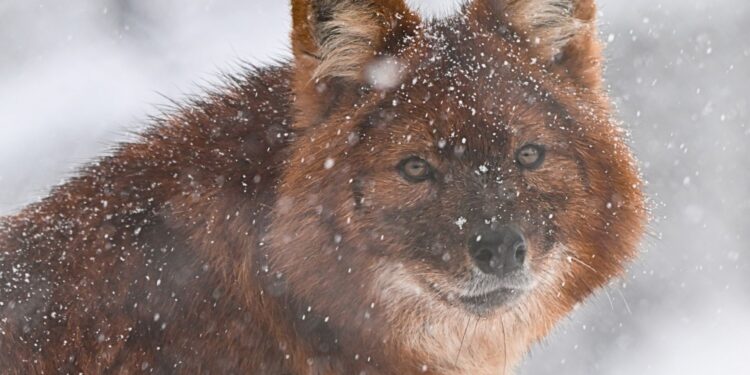 Beeld: Timothy Raymond