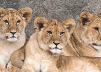 Stabiel jaar voor Wildlands Emmen: evenveel bezoekers als in 2024