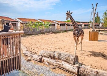 Populairste dierentuin van Verenigd Koninkrijk verbreekt bezoekersrecord na grote uitbreiding