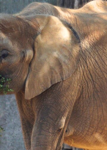 Grootste dierentuin van Duitsland bezuinigt, want het park is te groot