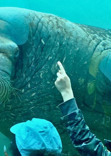 Populairste dierentuin van de Benelux trekt fors meer bezoekers in 2025