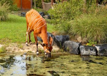 Geen record, wel groei: GaiaZoo passeert half miljoen bezoekers in jubileumjaar