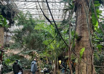 Veranderingen aan verblijven en drie grote projecten: dit bouwt Blijdorp in 2026