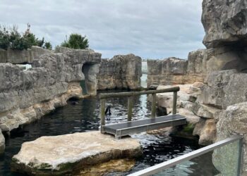 Waterleiding springt bij zeeberenverblijf: Duitse dierentuin onder water gelopen