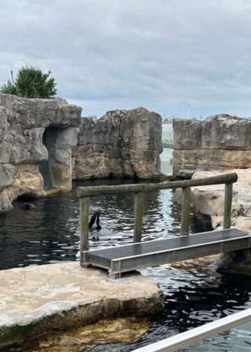 Waterleiding springt bij zeeberenverblijf: Duitse dierentuin onder water gelopen