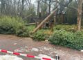 Apenverblijf in Ouwehands Dierenpark ingestort: dieren tijdelijk niet zichtbaar