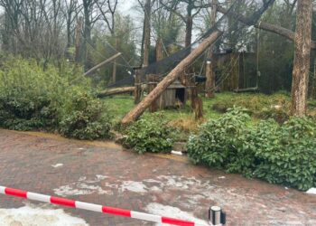 Apenverblijf in Ouwehands Dierenpark ingestort: dieren tijdelijk niet zichtbaar
