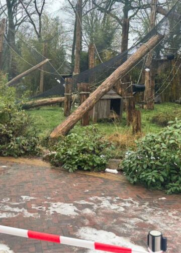 Apenverblijf in Ouwehands Dierenpark ingestort: dieren tijdelijk niet zichtbaar
