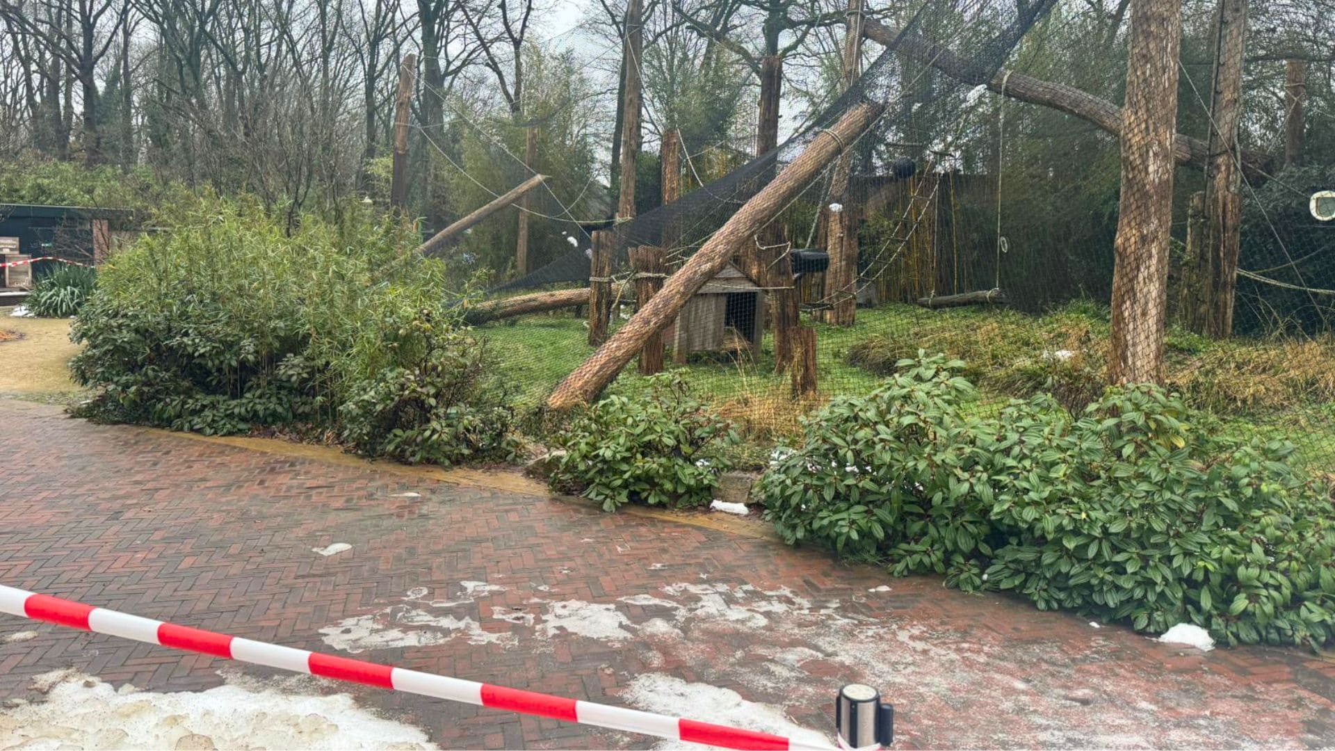 Apenverblijf in Ouwehands Dierenpark ingestort: dieren tijdelijk niet zichtbaar