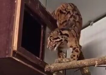 Dodelijke afloop bij introductie nevelpanters in Brabantse dierentuin