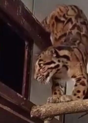 Dodelijke afloop bij introductie nevelpanters in Brabantse dierentuin